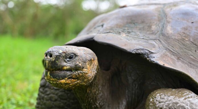 Cacca di tartaruga: tutto ciò che avresti sempre voluto sapere
