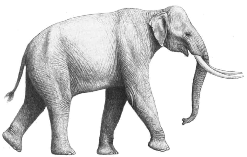 Paleoloxodon recki