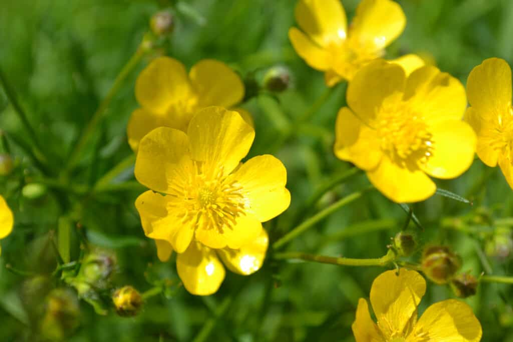 Ranuncoli in un campo, fiori aperti giallo brillante contro l'erba del pascolo verde brillante. 