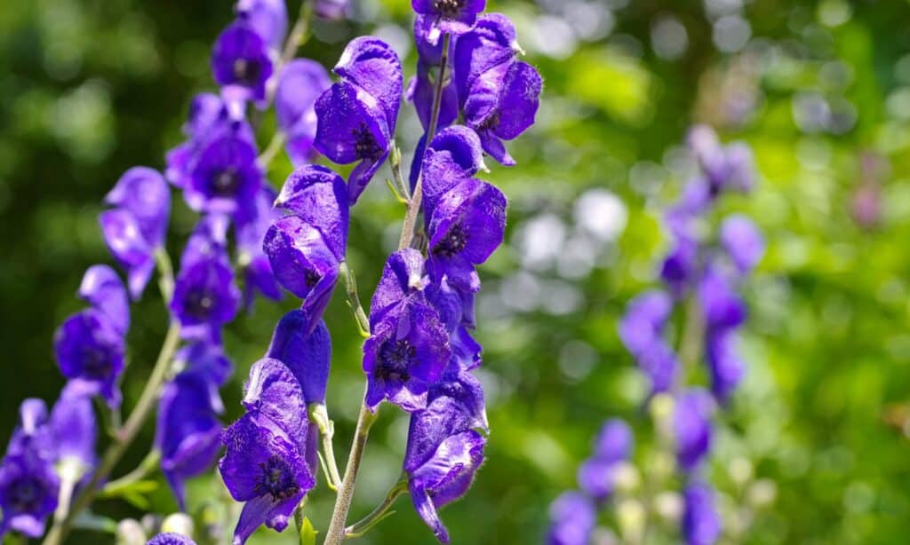 aconitum napellus, o Monkshood in viola brillante.  Un'immagine ravvicinata dei fiori aperti. 