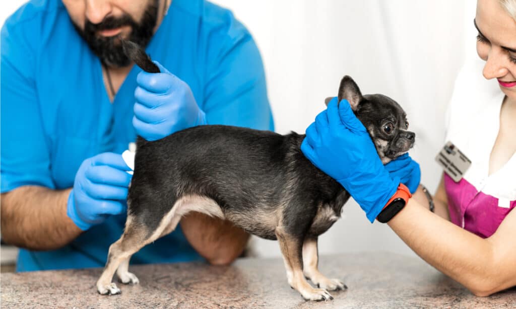 un cane che gocciola sangue dopo aver fatto la cacca può richiedere l'espressione della ghiandola anale