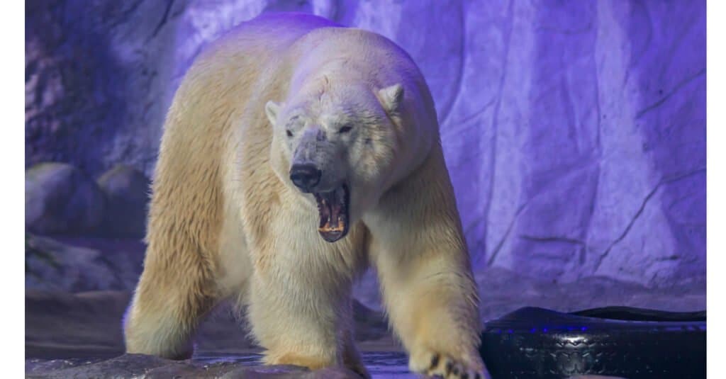 Orso polare contro Grizzly - Orso polare