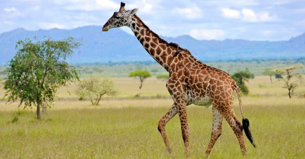 La coda più lunga: la giraffa