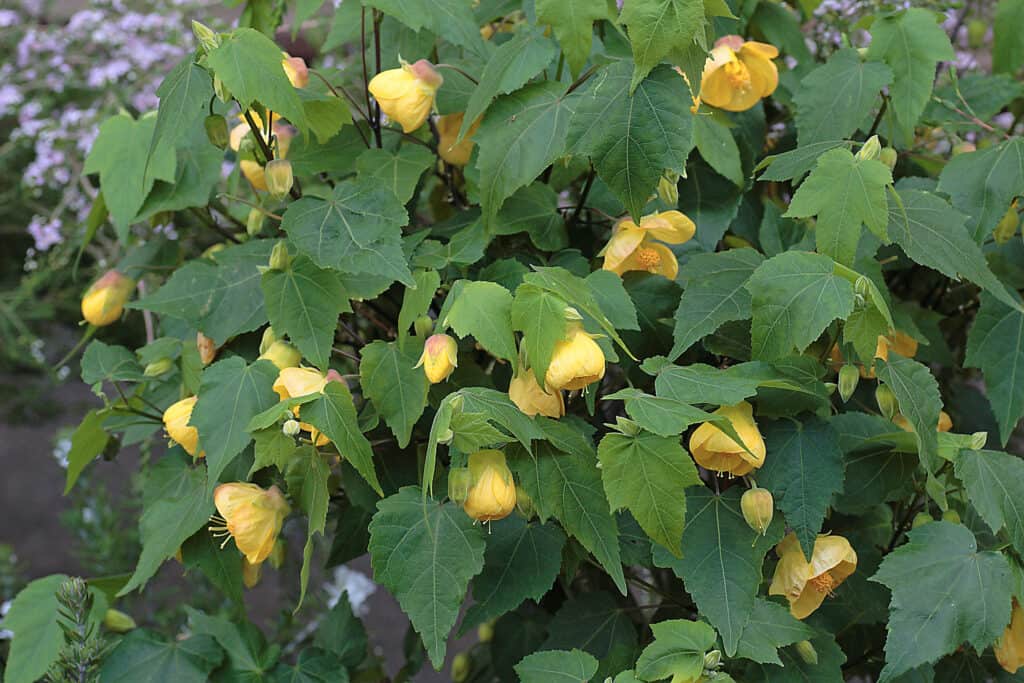 Fiore di Abutilon 'Panno d'Oro'