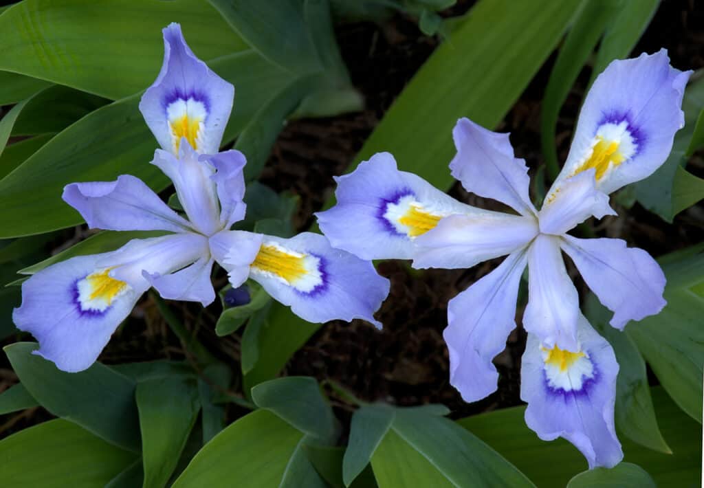Due fiori di iris crestato nano