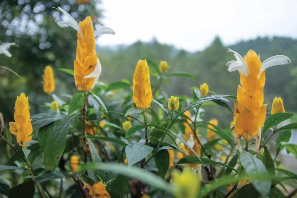 Pianta di gambero dorato conosciuta anche come pianta di lecca-lecca, con il suo fiore giallo brillante ricorda un crostaceo