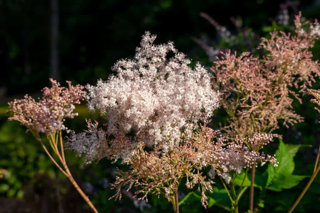 filipendula palmata