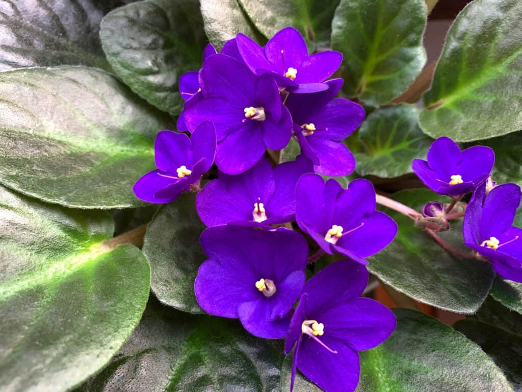 Violetta africana
