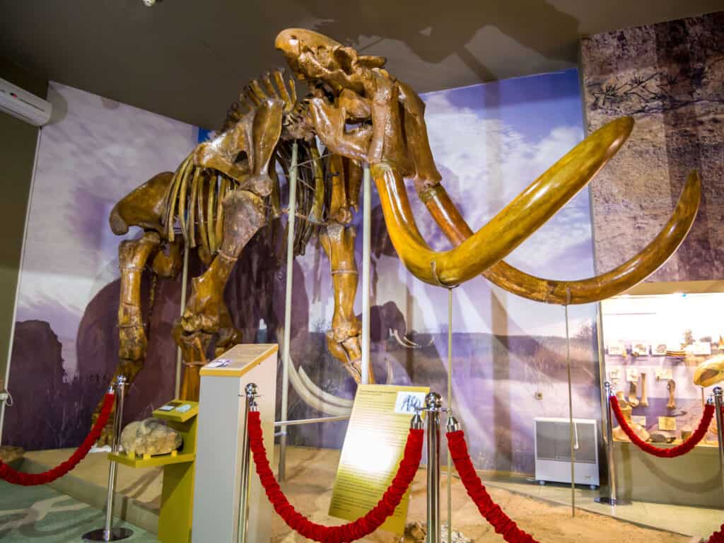 mammut della steppa