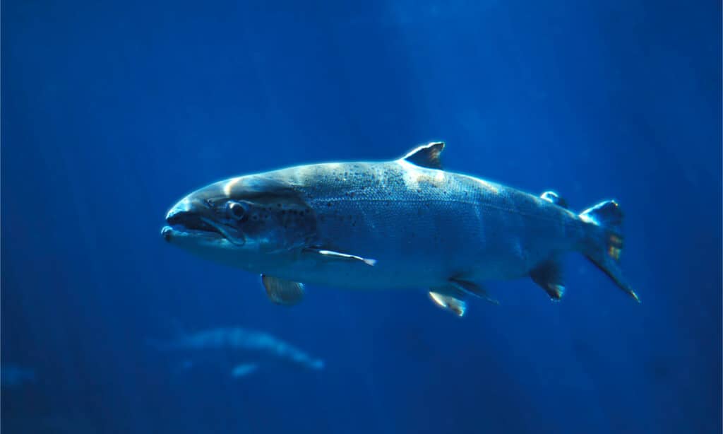 Un salmone atlantico che nuota in acqua blu
