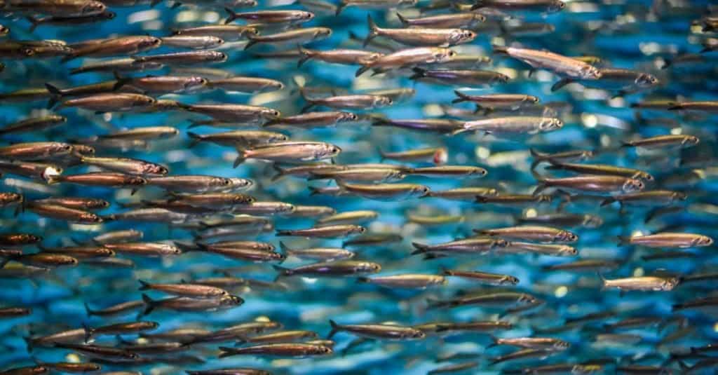 sardine vs acciughe