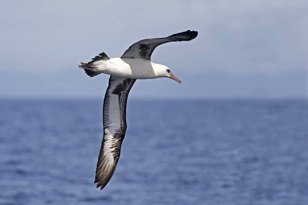 L'albatro di Laysan, Phoebastria immutabilis che sorvola l'oceano