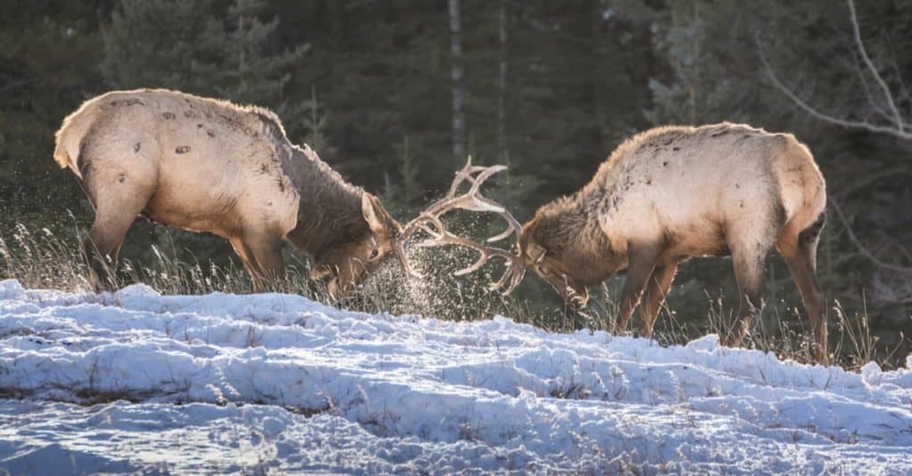 Sparring Elk nel Parco Nazionale di Banff, Alberta, Canada.