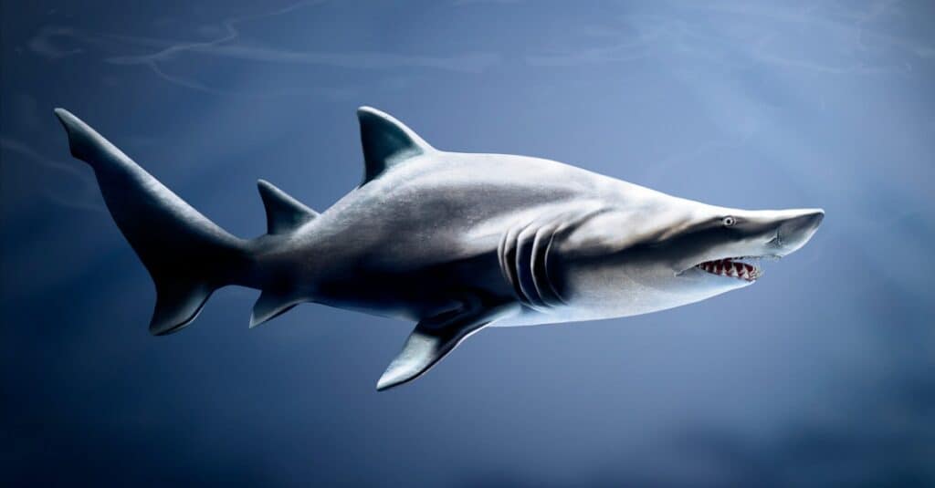 gli animali mangiano i loro piccoli: lo squalo tigre della sabbia