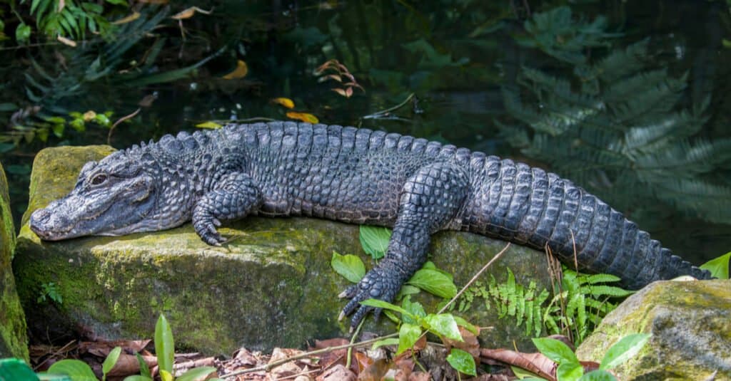Alligatore cinese con tutto il suo corpo su una roccia