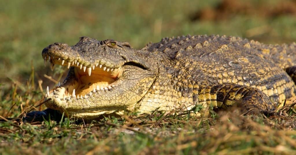Animale aggressivo: coccodrillo del Nilo