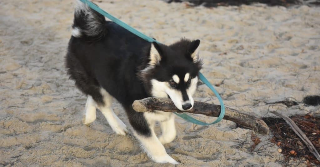 Alusky cane che gioca su una spiaggia.