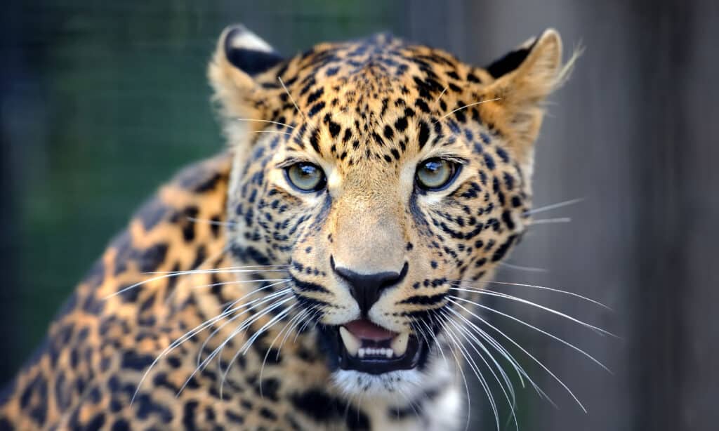 Primo piano ritratto di leopardo arrabbiato