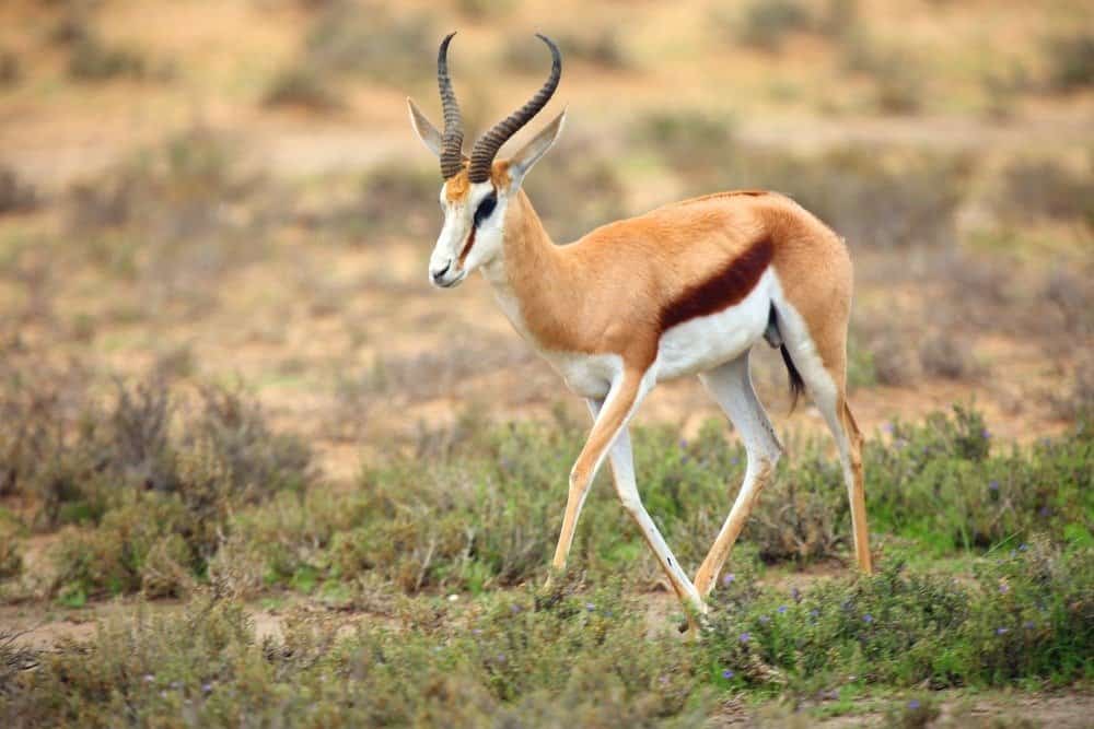 Il maschio adulto dello springbok nel deserto.  Antilope sulla sabbia