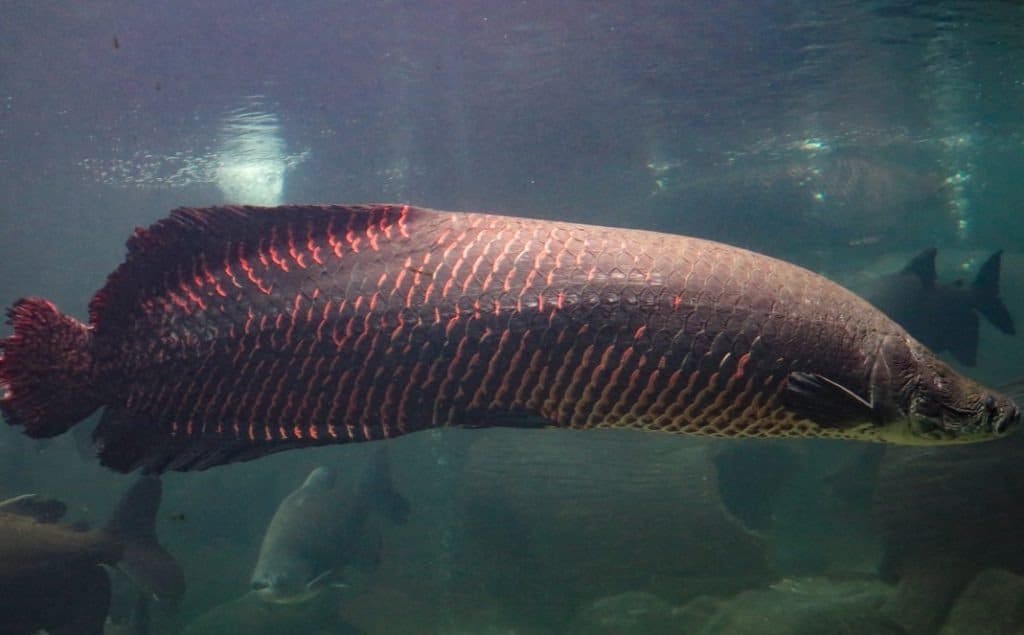 Pirarucu (Arapaima gigas) uno dei più grandi pesci d'acqua dolce e laghi fluviali del Brasile