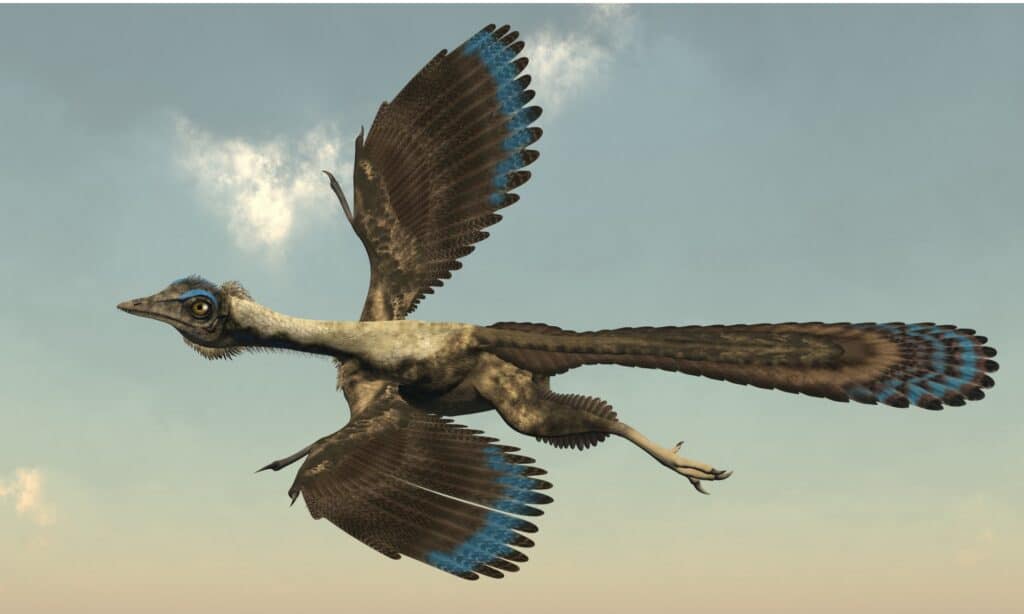 L'Archaeopteryx è forse il mattiniero più noto.  Ha caratteristiche sia di rettili che di uccelli moderni.