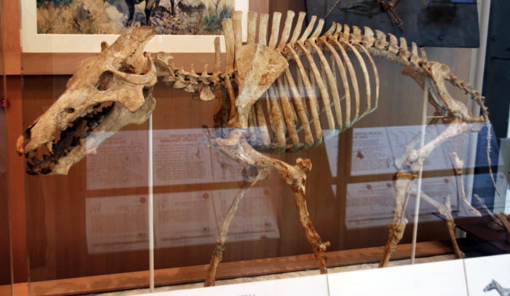 Archeotherium in museo