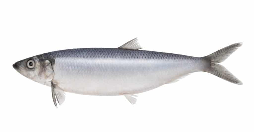 Pesce aringa isolato su sfondo bianco