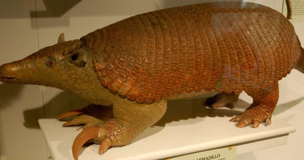 Armadillo gigante esposto all'Harvard Museum of Natural History di Boston, MA.