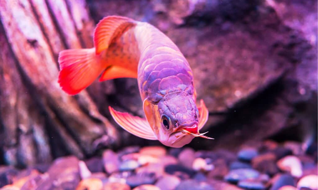 L'arowana asiatica ha un aspetto unico, tra cui enormi squame, colori brillanti e luminosi e movimenti aggraziati attraverso l'acqua.