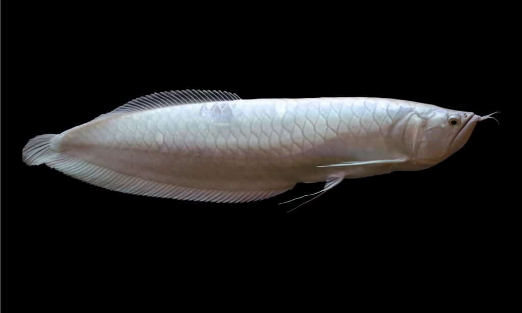 Platino Arowana