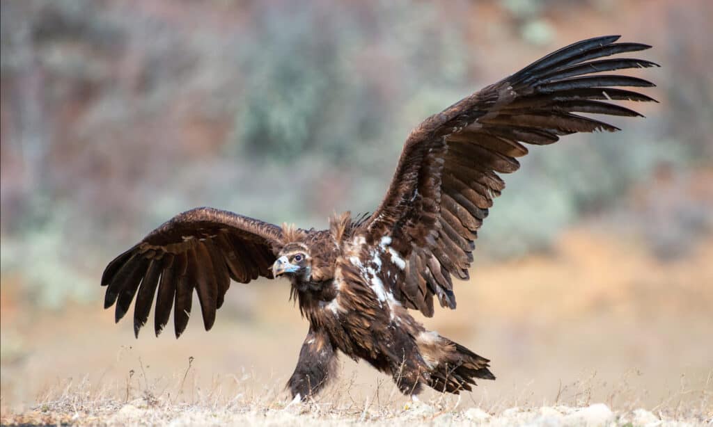 Avvoltoio cinereo (Aegypius monachus) con ali aperte.  Questo avvoltoio è uno dei più grandi uccelli volanti del mondo.