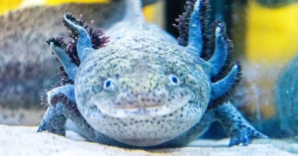 axolotl macchiato di blu
