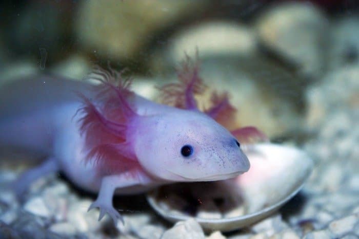 Un axolotl albino tra le rocce sott'acqua