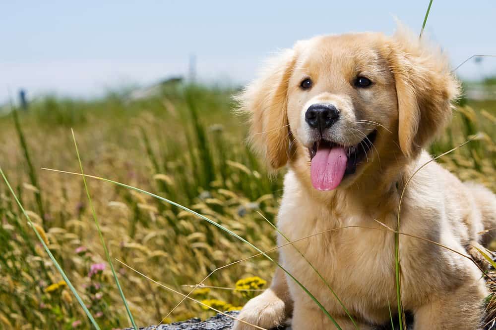 Golden Retriever (Canis familiaris) - cucciolo di golden retriever in erba