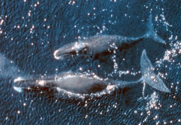 Due balene di prua