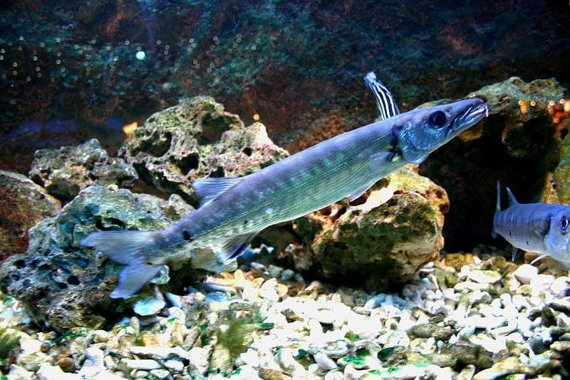 barracuda - Sphyraena - piccolo barracuda che nuota vicino al corallo