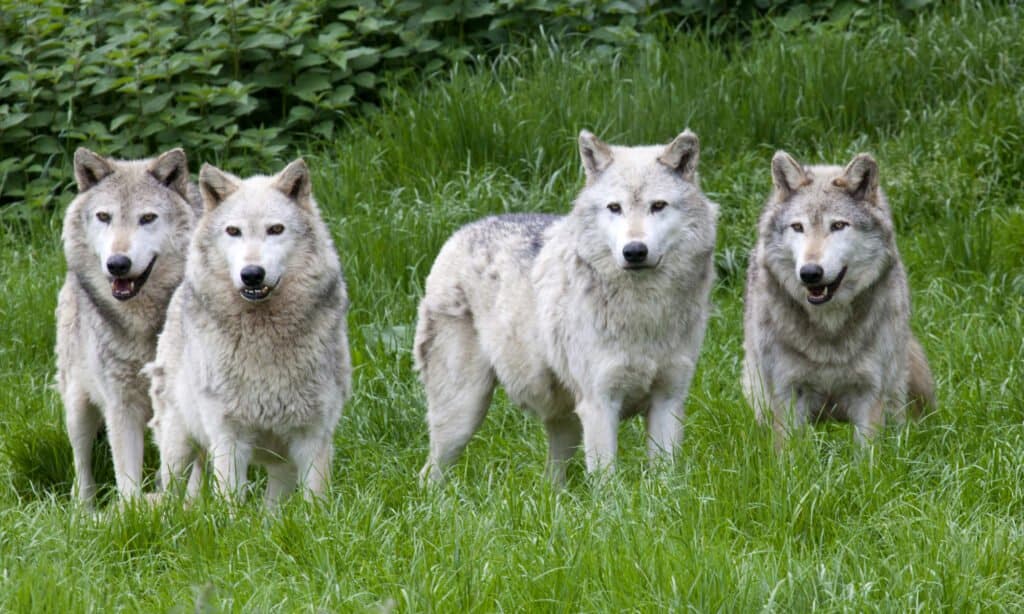 branco di lupi eurasiatici