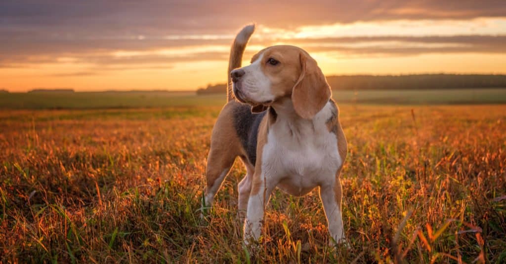 Beagle in piedi in un campo