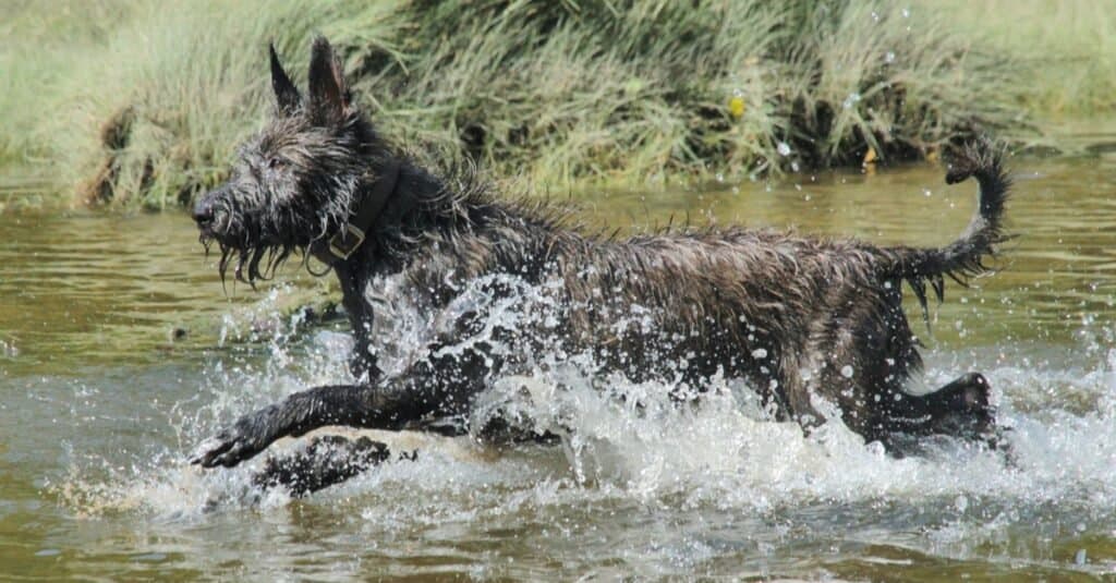 Berger Picard gioca nel fiume.