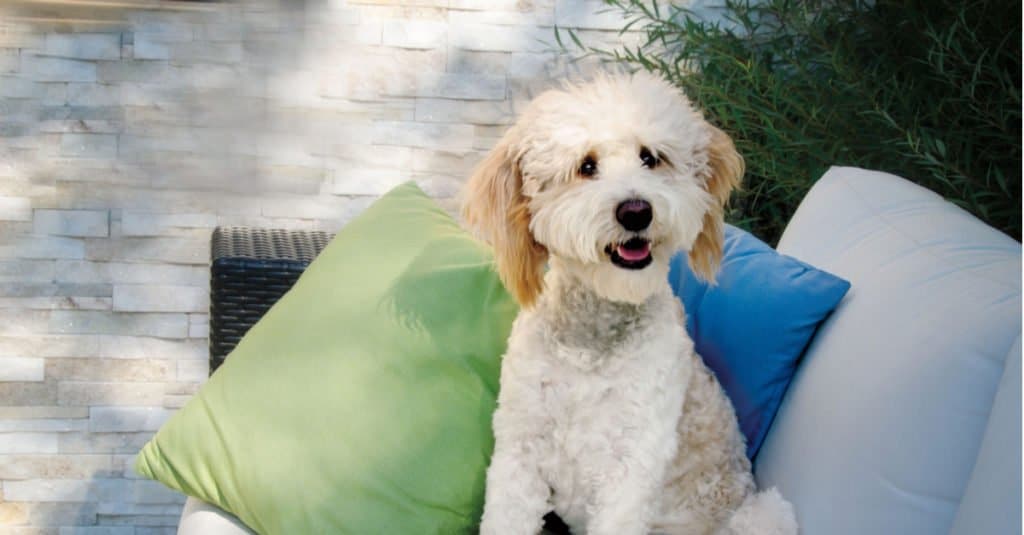 Bernedoodle bianco seduto su una sedia