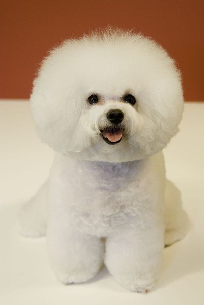 Una femmina di Bichon Frise