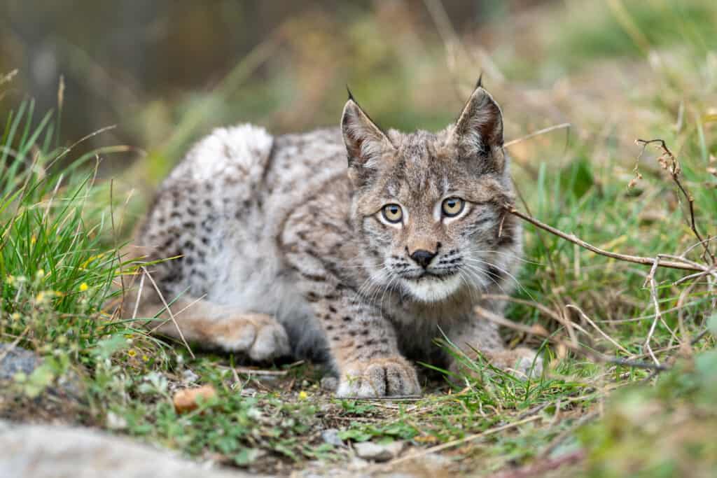 lince rossa - lince selvatica
