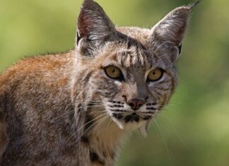 Bobcats nel Montana: tipi e dove vivono
