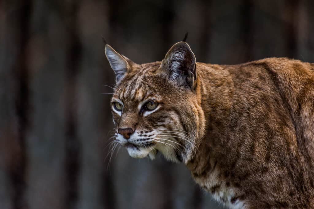 lince rossa