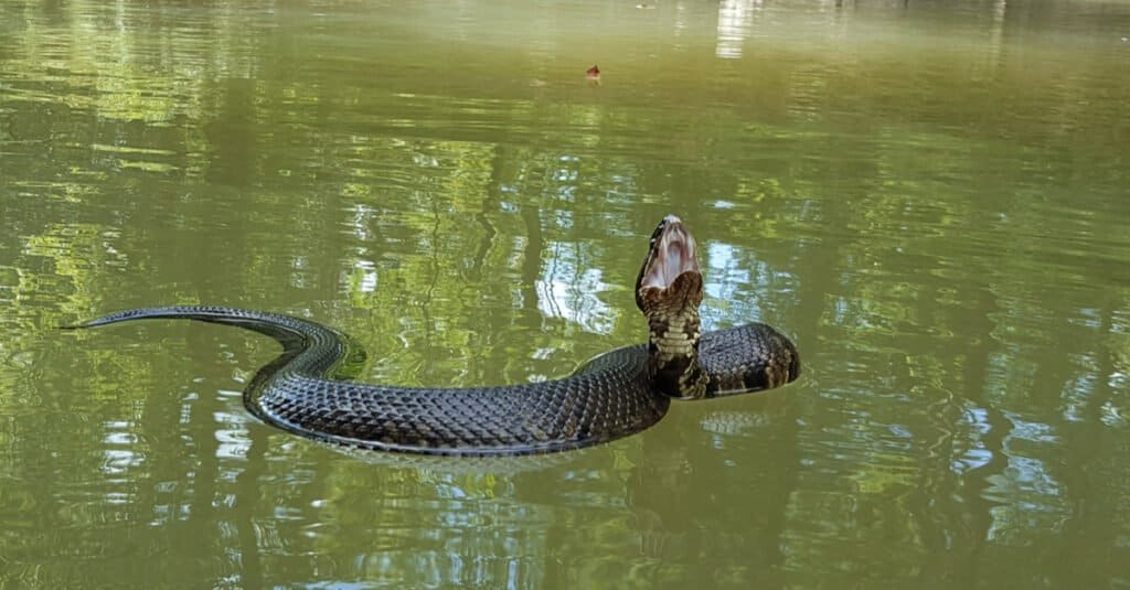 Cottonmouth che nuota nell'acqua.  Il serpente ha un corpo lungo, spesso e muscoloso che misura fino a 6 piedi di dimensione.