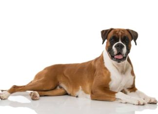 Boxer Dog on isolated background