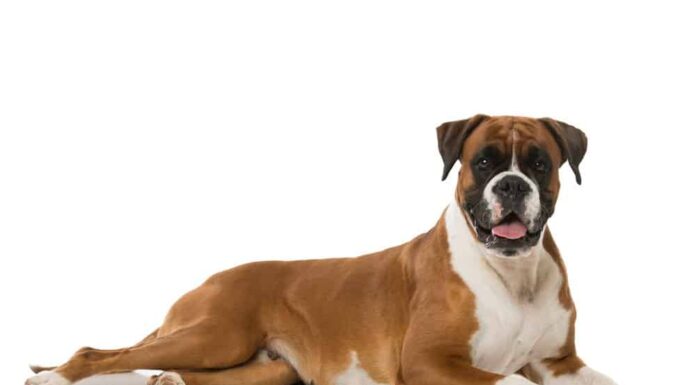 Boxer Dog on isolated background