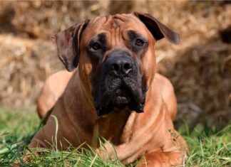 Boerboel
