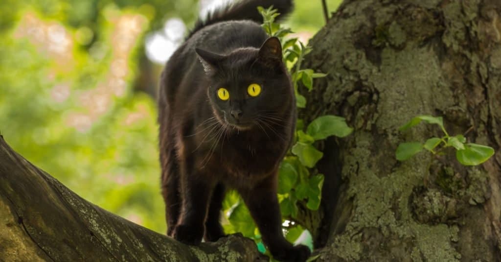 Gatto Bombay contro gatto nero