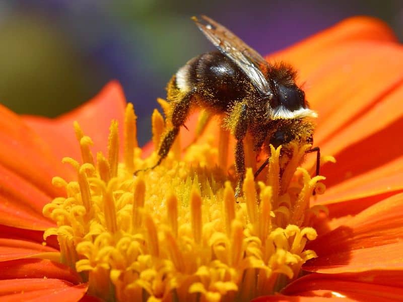 calabrone - bombus - bombo che impollina un fiore